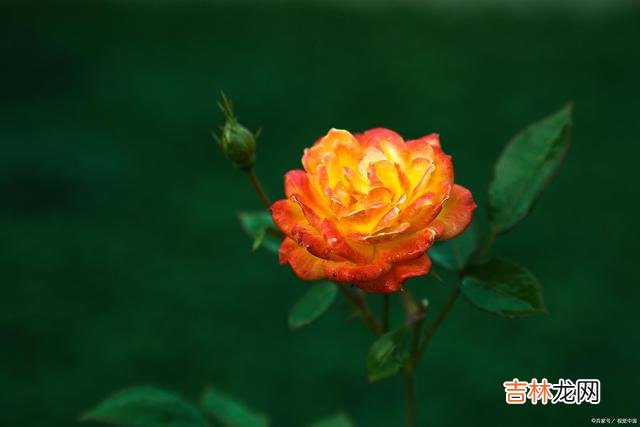 什么是野心？野心 为了避免这些不幸，你就要做一个有“野心”的女人