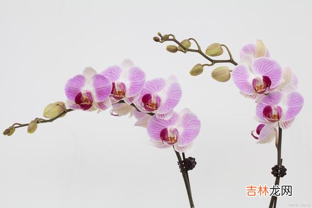我们这一生 爱你的人可能不一定懂你，但是懂你的人基本来说是爱你的