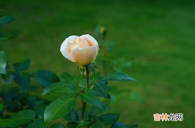 这世间 其实，在爱情中，彼此最大的愚蠢，就是强行在一起