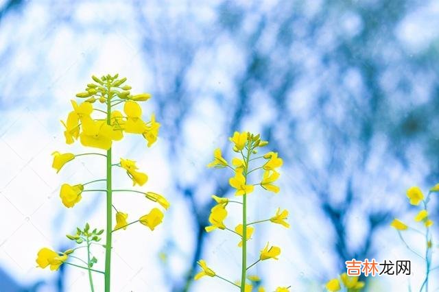 一直以来 彩礼，要量力而行，只有如此，才是最明智的