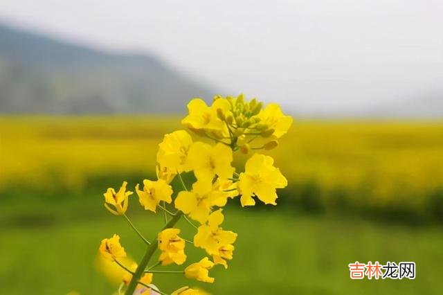 一直以来 彩礼，要量力而行，只有如此，才是最明智的