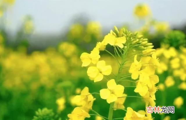 一直以来 彩礼，要量力而行，只有如此，才是最明智的