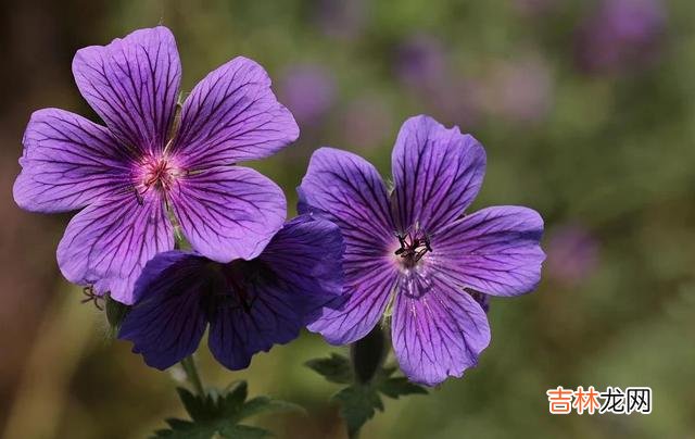 世人皆向往爱情的美好 因为心里有你,他想把自己的余生都给你