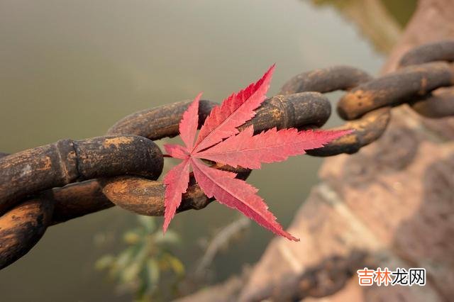 不知道大家还记不记得 作为成年人，我们永远不要抱怨自己的父母