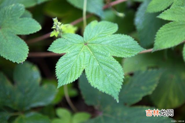 学得一技之长，才会活得不卑不亢，才能让自己的人生，足够闪耀！