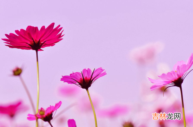 当代著名学者周国平曾说过：“人生的许多痛苦都源于盲目较劲。|与其如此，还不如放宽心态，做个不较劲的人