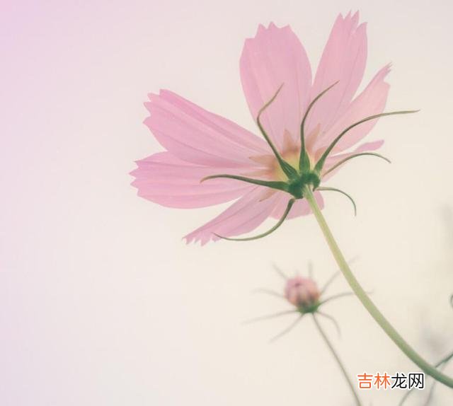 当代著名学者周国平曾说过：“人生的许多痛苦都源于盲目较劲。|与其如此，还不如放宽心态，做个不较劲的人
