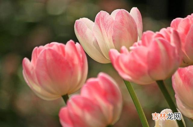 这一生 其实，一个人最大的傻，就是透支健康和挥霍生命