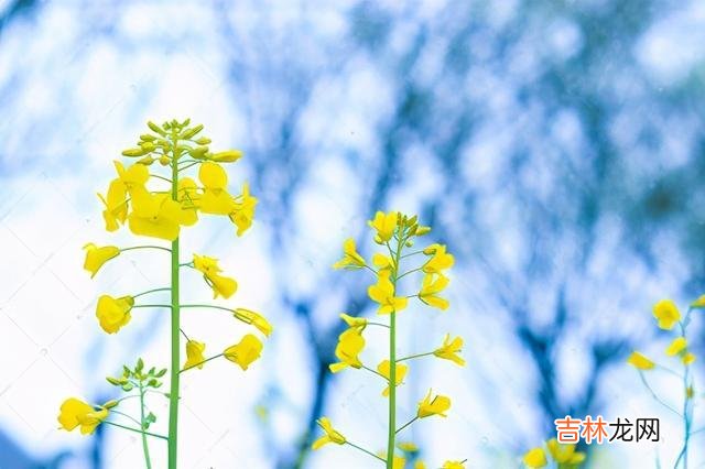 人生 生活，从来不会亏待一个愿意努力的人