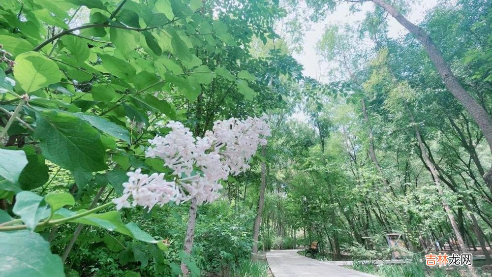狼若回头，必有缘由！前任的主动，大都“不怀好意”