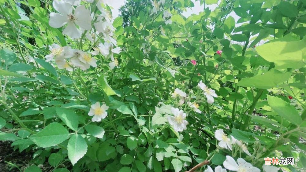 狼若回头，必有缘由！前任的主动，大都“不怀好意”