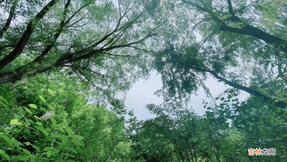 狼若回头，必有缘由！前任的主动，大都“不怀好意”