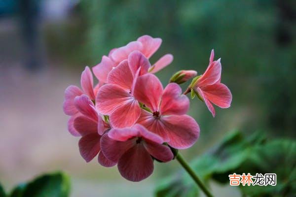 1婚姻危机=受伤害 在婚姻危机面前,自我防御就会“贴身”保护你