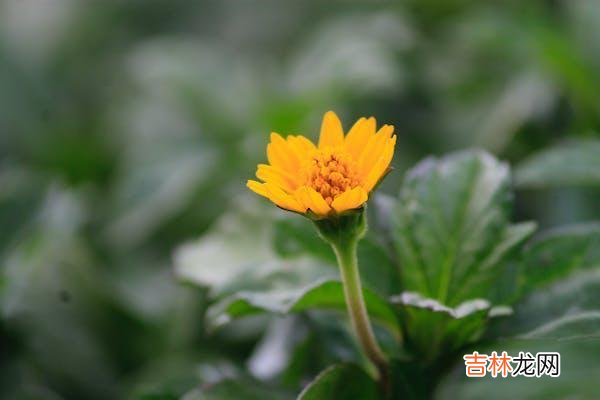 北苏 被背叛的一方，该如何爱自己？