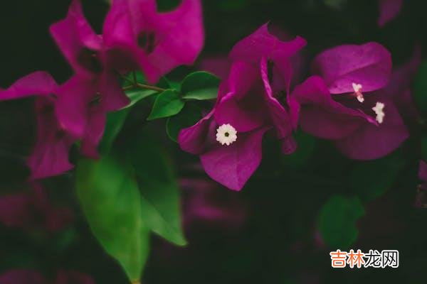 北苏 被背叛的一方，该如何爱自己？