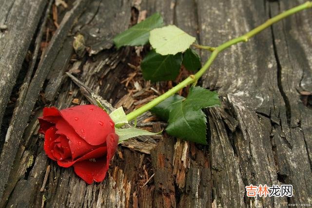一个女生问我：你说 一个人是不是真的爱你，看一点就够了
