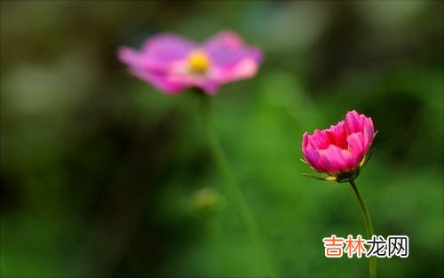 为什么很多婆婆都不喜欢儿媳？这位老人说出了真心话