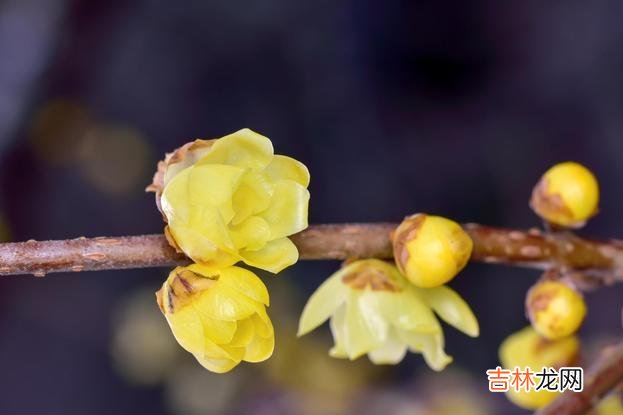 -退休是很多年轻人的梦想 退休以后，找到自己的兴趣爱好，让自己的灵魂有寄托！