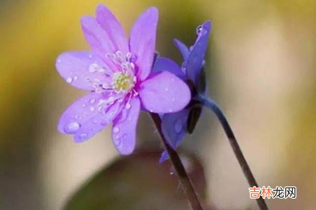 人生的际遇总是变化无常 拥有富贵命的人，往往都有着一颗豁达的心