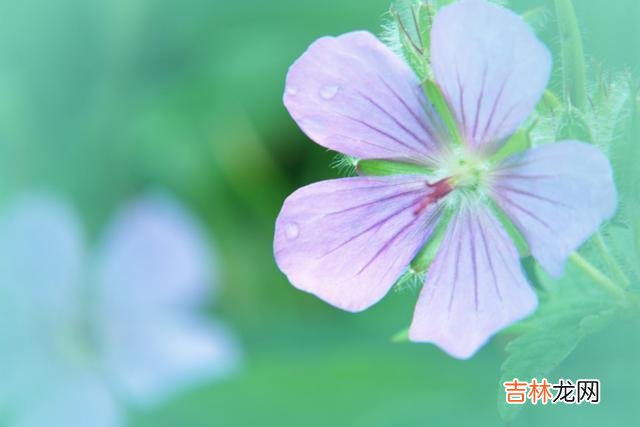 生老病死是人世间的自然规律 足够孝顺的儿女才会在父母其中一个人走后，为他们做好三件事