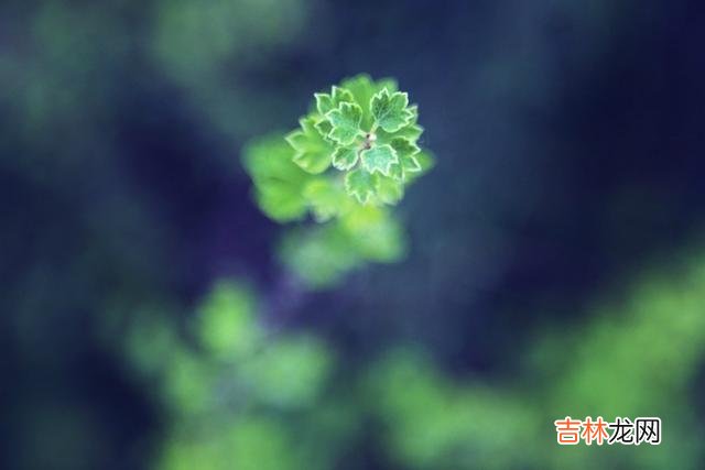 早晚有一天我们都会明白，喜欢独处的人，才是真正不简单的人