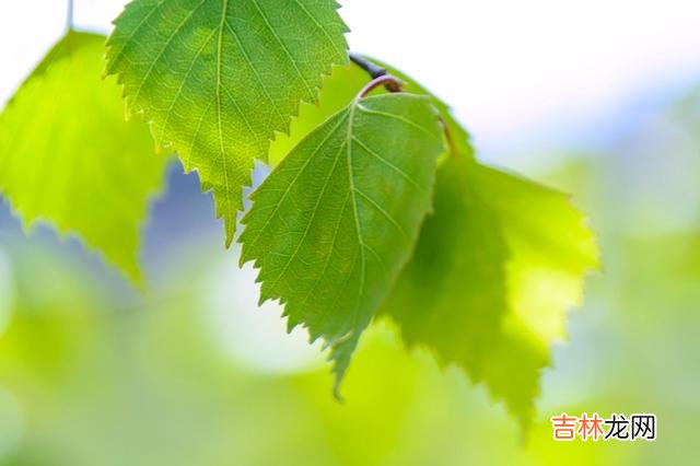 早晚有一天我们都会明白，喜欢独处的人，才是真正不简单的人