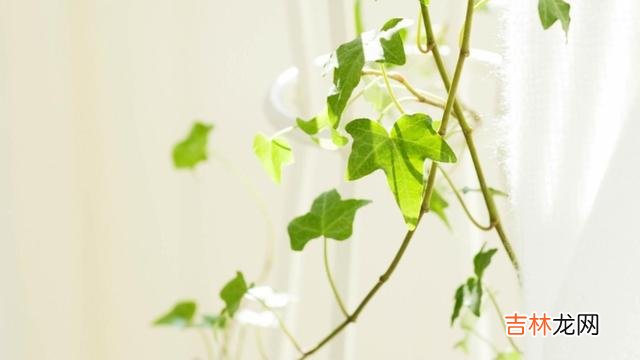 刘易斯曾说：“人生并不像火车要通过每个站似的 真正属于你的，无非只有两样东西，看开了，也就赢了