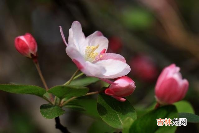 罗曼·罗兰曾说：“爱情是一种永恒的信仰。|当一个男人被征服后，最明显的信号，其实就是“怕”