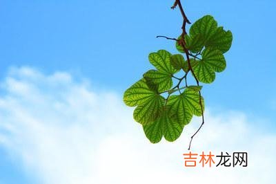 人是群居动物 当一个人开始喜欢独来独往时，你知道意味着什么吗？很现实