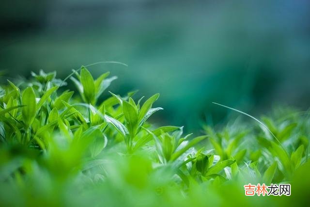 人是群居动物 当一个人开始喜欢独来独往时，你知道意味着什么吗？很现实