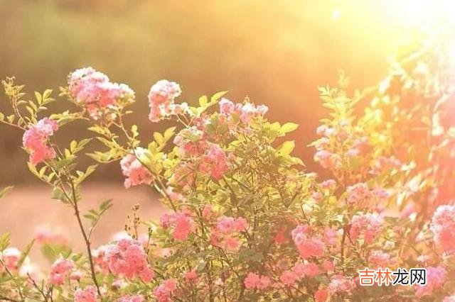 毕淑敏说过：女人难得的是智慧 结婚后，被婆家欺负，勇敢怒怼才是解决问题的捷径