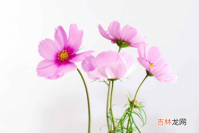 在离婚率逐年攀高的当下 中年夫妻走到最后，需要做到这三点