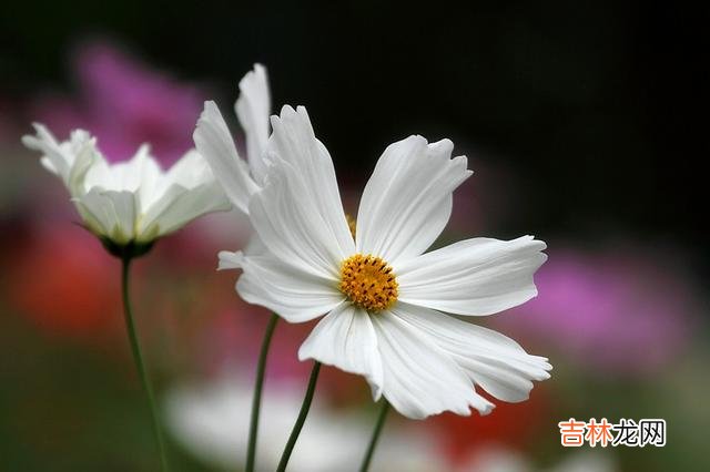 在离婚率逐年攀高的当下 中年夫妻走到最后，需要做到这三点