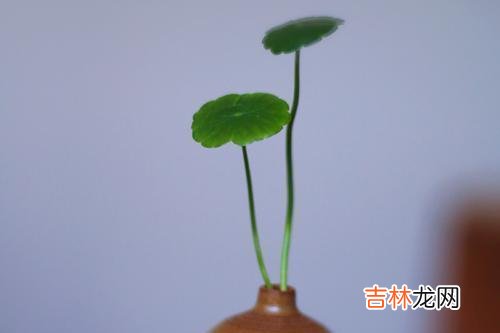 在东野圭吾的长篇小说《红手指》里 人到晚年，别炫耀自己的年轻时的辉煌成绩