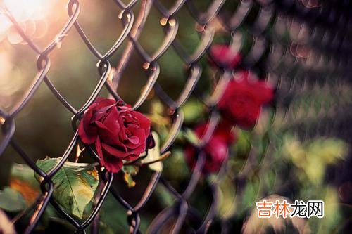 真正好的婆媳关系一定是将心比心的 婆婆和儿媳关系好不好，都不要送这几种东西，很容易让人嫌弃