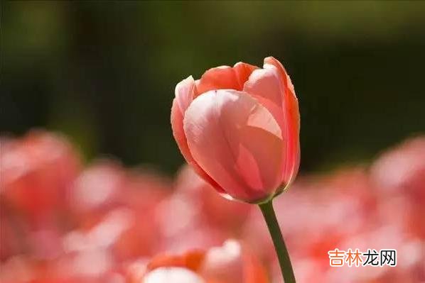 在电视剧《我的前半生》里 一个女人到了中年，依然会有两个特质