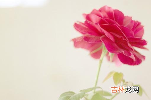 春节是阖家团聚的日子 一位60岁婆婆的大实话：不喜欢过年，是因为太累了