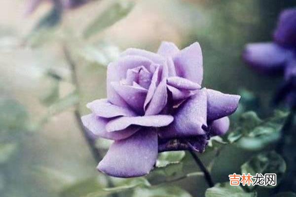 随着时代的进步和发展 30岁还没结婚,男人更着急,女人却无所谓