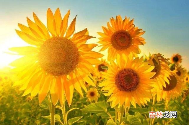 有些女人之所以过了三十岁还单身 38岁大龄剩女相处一个月，终于明白男人为什么不敢娶她们了