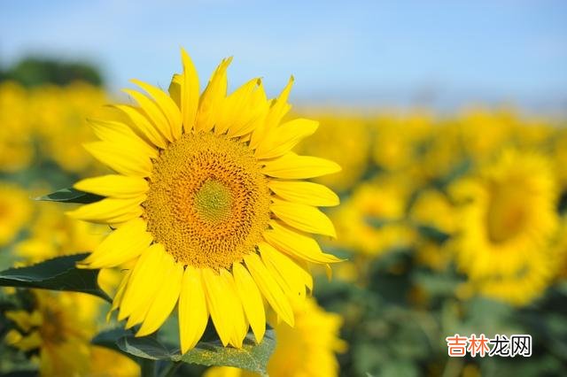 有些女人之所以过了三十岁还单身 38岁大龄剩女相处一个月，终于明白男人为什么不敢娶她们了