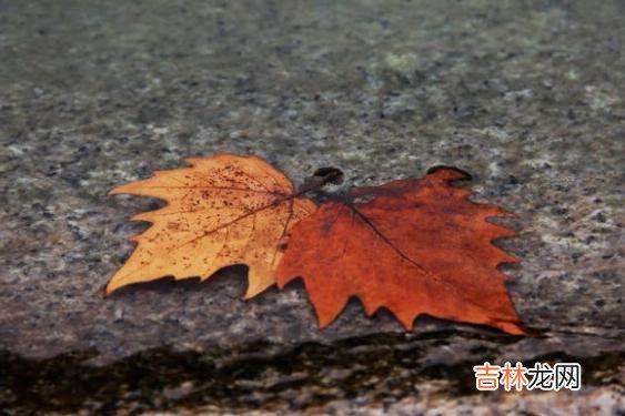 断联后，他若有这些举动，可见爱你很深，十有八九把你当真爱了