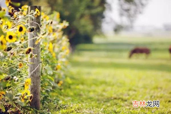 一个什么样的配偶 婚姻中，懂得善待自己的伴侣，才能不枉此生