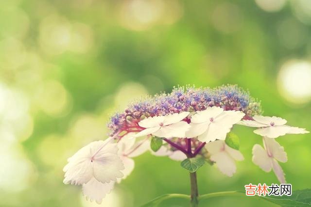 一个什么样的配偶 婚姻中，懂得善待自己的伴侣，才能不枉此生