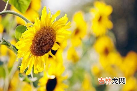 一个什么样的配偶 婚姻中，懂得善待自己的伴侣，才能不枉此生