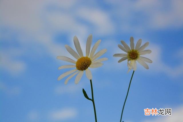 女人真正的美从来不在于外在 三十多岁的女人，真正有味道的女人，不在于年龄，而在于心性