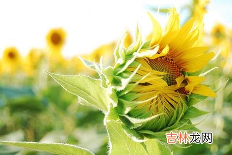 又到一年春节时 大龄剩女被小侄子的一句话伤透了心：原来我没有家