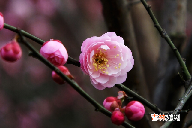 在如今这个时代 搞定一个女人的方式：主动给她以下几样东西