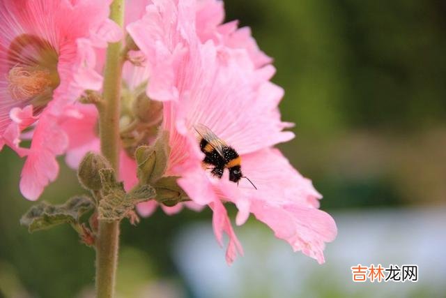 四十岁 一个男人到了四十岁，越是碌碌无为，越是容易陷入泥潭
