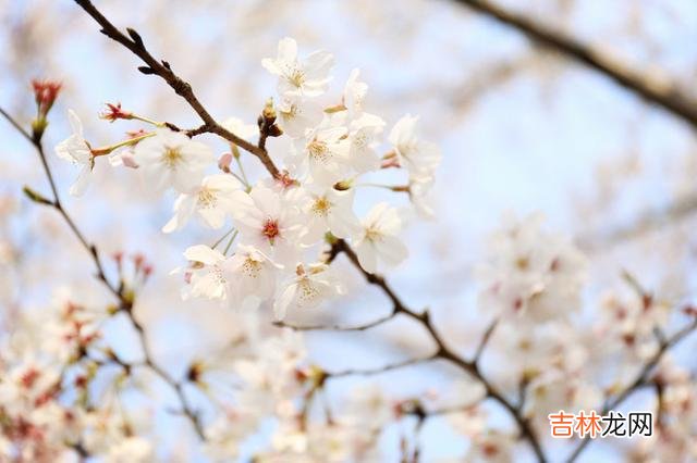 有人说：真正爱你的人 真正爱你的男人，不只是爱你，还会偏爱你