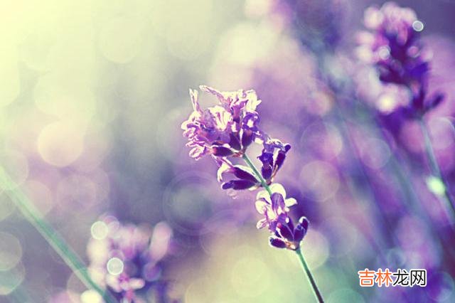 曾有心理学家提出 往后余生,跟真正值得的人交往,我们才能收获更多的温暖与幸福